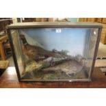 Taxidermy - cased specimen brace of pheasants on rockwork amongst foliage. Probably Jefferies of