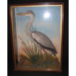 TAXIDERMY - CASED SPECIMEN GREY HERON amongst foliage, probably by Jefferies of Carmarthen. Case