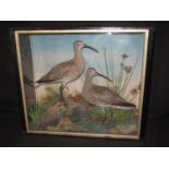 TAXIDERMY - CASED SPECIMEN PAIR OF CURLEWS on rock work amongst ferns and foliage. Probably