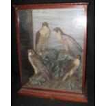 TAXIDERMY - EDWARDIAN MAHOGANY CASED SPECIMEN GROUP of four falcons on rock work, two peregrines and