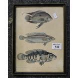 19th Century coloured print depicting fish, Wrasse, three species, Hogarth frame. 27 x 20cm