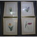 After G Davids, botanical studies, coloured prints, 34 x 26cm approx, framed and mounted. (4) (B.