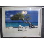 After Tom Mackie, 'Divi, Divi Tree, Aruba', photographic print. 48 x 70cm approx. Framed and glazed.