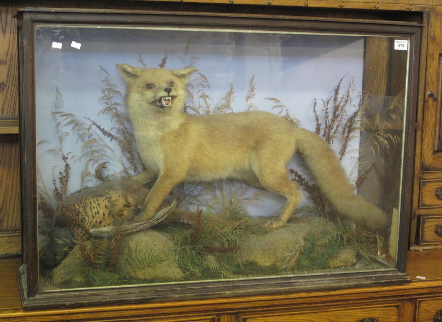 Taxidermy - cased specimen fox amongst rock work with prey (pheasant). (B.P. 21% + VAT)