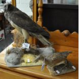 Taxidermy - specimen Hen Harrier on rock work and foliage, together with possibly a Corn crake. (