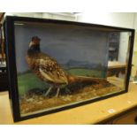 Taxidermy - cased specimen pheasant on a naturalistic base. (B.P. 21% + VAT)