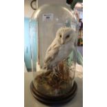 Taxidermy - specimen Barn Owl on stump amidst foliage, under a glass dome on circular base. 47cm