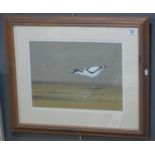 P Makepeace (20th Century British), study of an Avocet, signed and dated 1971, watercolours. 29 x