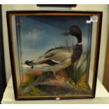 Taxidermy - cased specimen of a Mallard duck on naturalistic rock work amongst foliage. (B.P.