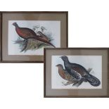 A pair of prints with birds 50X67cm (2)