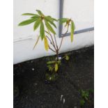 Rhododendron Plant