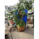 Very Large Shrub in Terracotta Pot