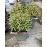 3x Metal Planters and Contents - Shrubs