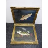 Pair of Gilt Framed Pictures - Fish