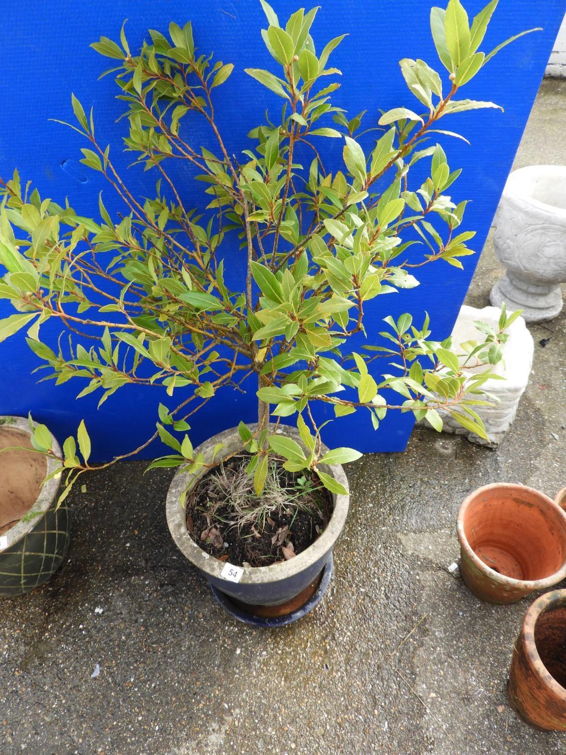 Blue Glazed Garden Planter and Contents - Shrub