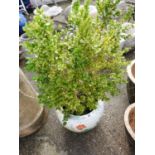Glazed Chinese Pot and Contents - Shrub