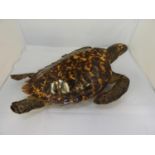Victorian Taxidermy Study of a Hawksbill Turtle - 51cm Long