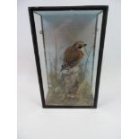 Cased Taxidermy Study of a Jay Bird - Some Feather Loss