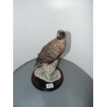 Leonardo Collection Ornament - Bird of Prey