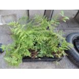 Quantity of Potted Ferns