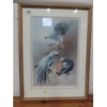 Signed Framed Limited Edition Print - Parrots