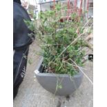 Plastic Garden Planter and Shrub