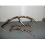 Stag Antlers