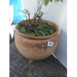 Circular Terracotta Planter