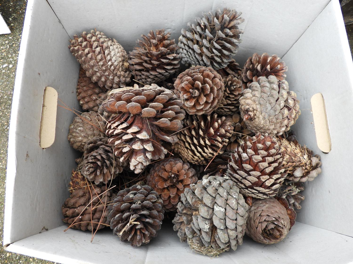 Pine Cones