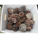 Pine Cones