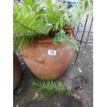 Terracotta Pot and Contents - Fern