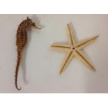 Dried Seahorse and Starfish