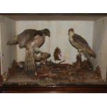 Taxidermy Study - Birds