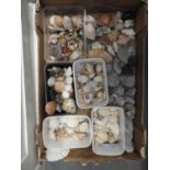 Collection of Shells