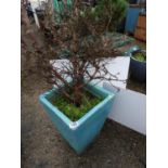 Blue Glazed Garden Planter