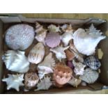 Shell Collection