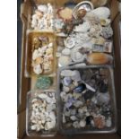 Collection of Shells