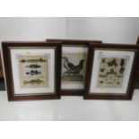 Framed Coloured Engravings