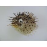 Preserved Puffer Fish