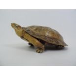 Taxidermy Study of a Tortoise - 16cm Long