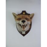 Mounted Taxidermy Study of a Fox Head - Dulverton West Foxhounds - A Burrows Fox - 29th March 2000 -