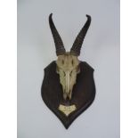 Mounted Gazelle Skull