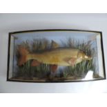 Taxidermy Study of a Barbel Fish in Bowed Glazed Case - 2x Paper Labels to Inside of Case -