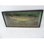 Cased Taxidermy Study of a Pike - Case Size 66cm x 35cm
