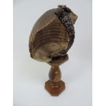 Armadillo Skin Taxidermy on Stand