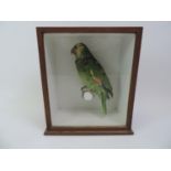 Cased Taxidermy Study of a Parrot - Case 34cm x 40cm