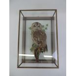 Cased and Framed Taxidermy Study of a Tawny Owl - Frame Size 37cm x 52cm