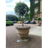 2 x Extremely Large Stone Garden Pots Weather Proof Suitable For Indoors / Outdoor Use 95 X 70cm (