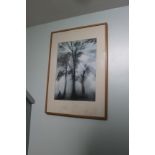 Black & White Tree Picture In Frame 720 x 1020mm
