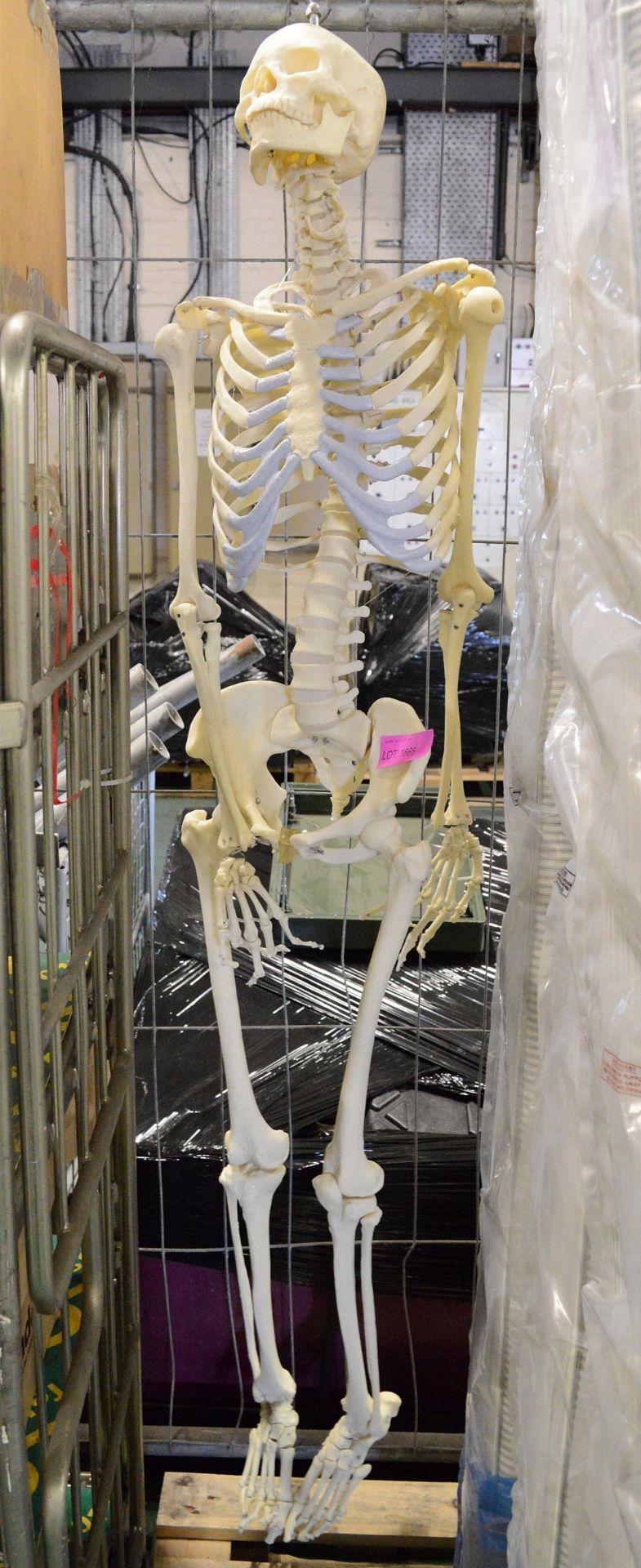 Medial education skeleton